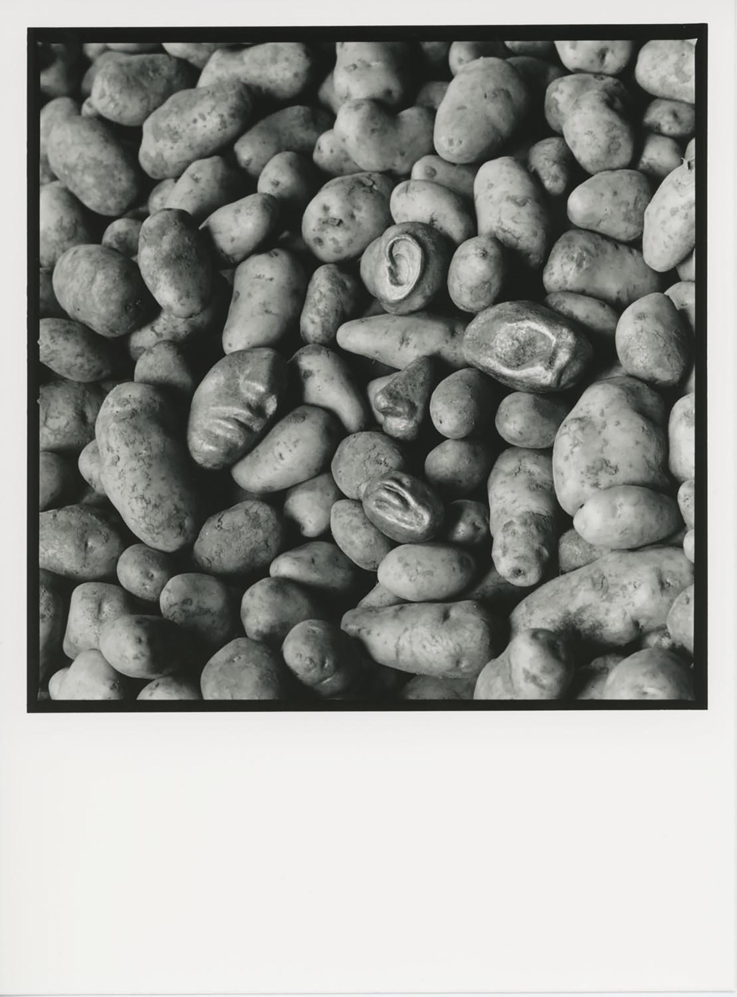 Giuseppe Penone, Patate, 1977